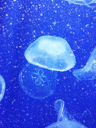 Fish in a big aquarium,  jellyfish
