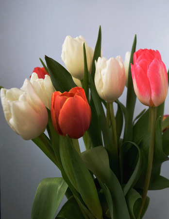 Tulips on a background. Bouquet of tulips.の写真素材