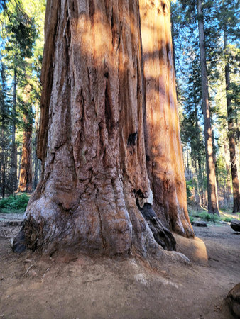 Sequoia National Park, California. The sequoia tree.
