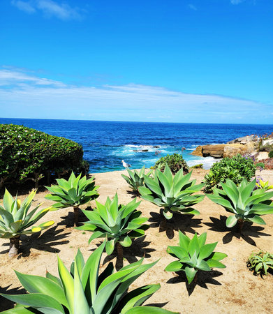 View of the Pacific Ocean. Pacific Ocean coast. Agave and cacti. Californiaの写真素材