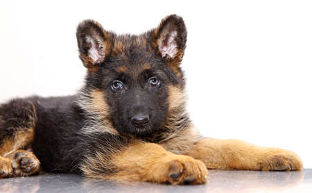 German Shepherd puppy, 1 months old, lying of white backgroundの写真素材