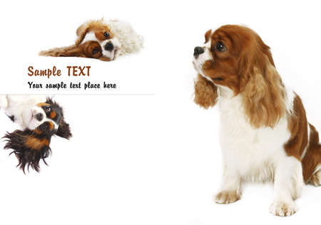 Cavalier king charles spaniel の写真素材