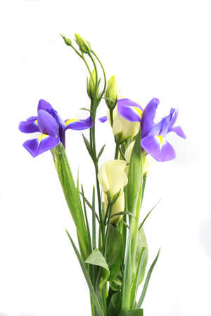 delicate flower on a white background の写真素材