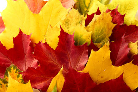 Autumn background