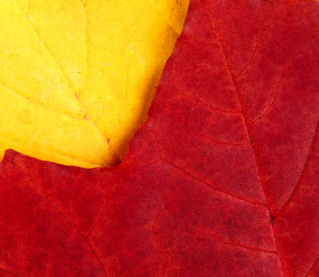 Autumn backgroundの写真素材