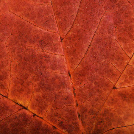 Autumn backgroundの写真素材