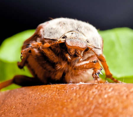 May-bug