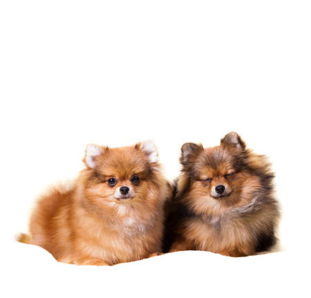 Pomeranian puppyの写真素材