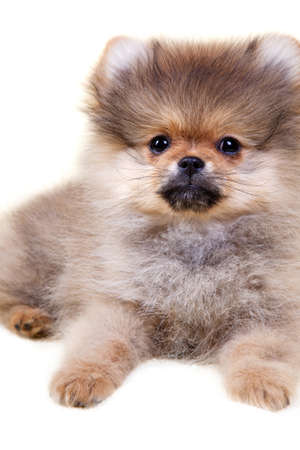 Pomeranian puppyの写真素材