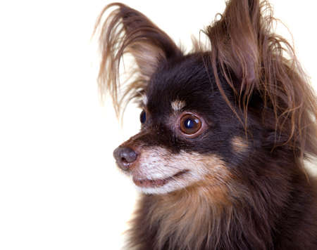 Close Up Portrait Of Old Pedigree Dog Long Haired Toy Terrier On