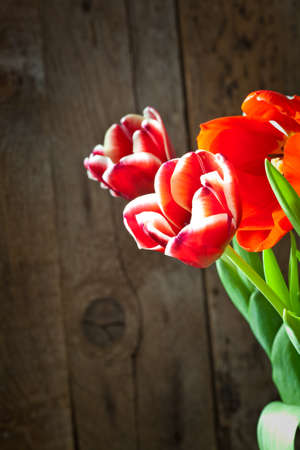 Tulip flowers in wooden backgroundの写真素材