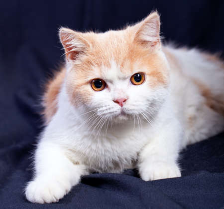 Studio portrait of red white british short hair kitten with orange eyes isolated on black backgroundの写真素材