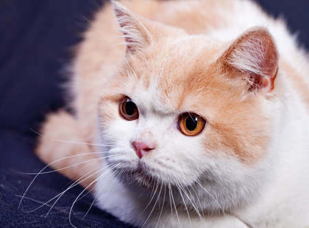 Studio portrait of red white british short hair kitten with orange eyes isolated on black backgroundの写真素材