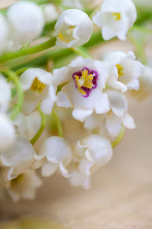 Bouquet of lilies of the valley on the wooden boardの写真素材