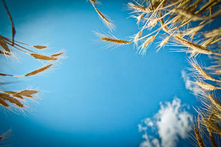 Golden wheat field in summerの写真素材