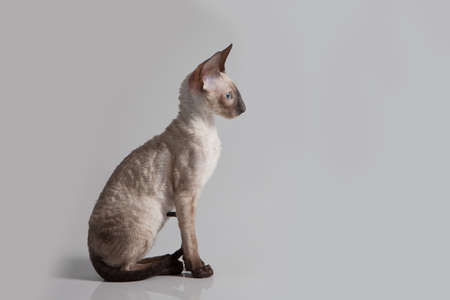 Cornish Rex kitten isolated on white backgroundの写真素材