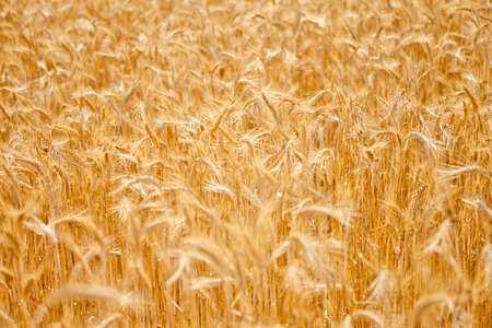 Golden wheat field in summerの写真素材