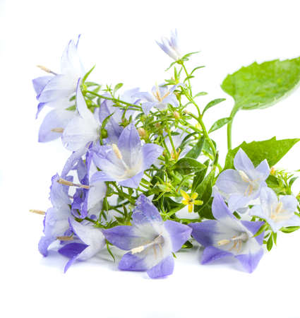 White and purple bell flower. Beautiful spring background with campanula bouquet.の写真素材