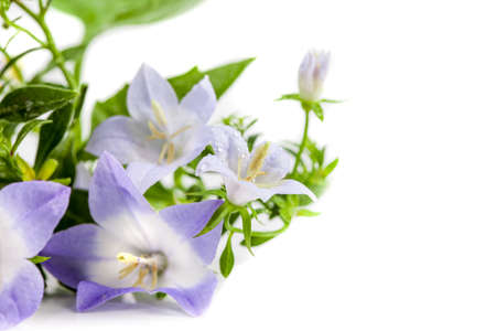 White and purple bell flower. Beautiful spring background with campanula bouquet.の写真素材