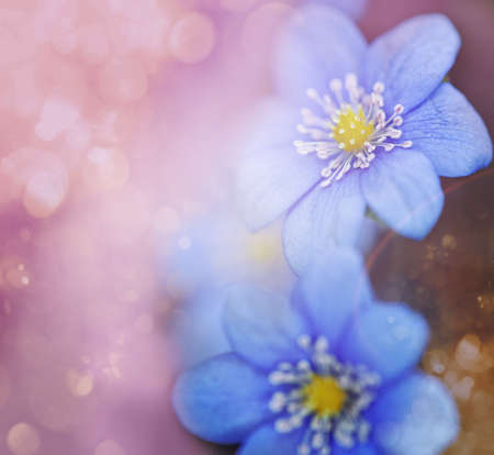 Abstract spring background with pink flowers.の写真素材