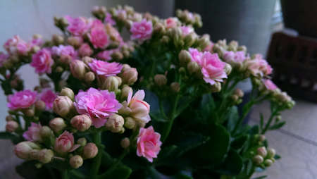 Little pink flowerの素材