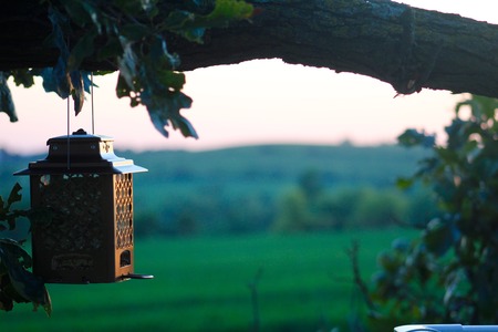 Decorative birdfeeder hanging from tree branchの写真素材