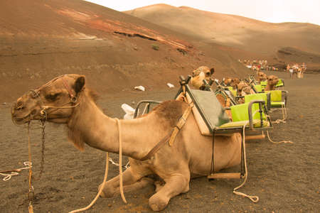 Camel excursion on the island of lanzarote, canary islands, spainの写真素材