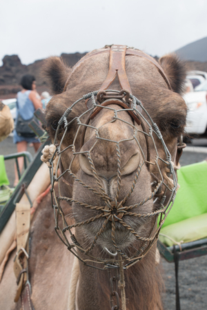 Close-up of a camel on the island of Lanzarote, Canary Islands, Spainの写真素材