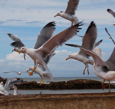 Seagulls looking for foodの写真素材