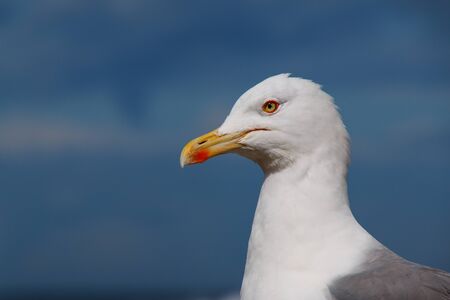 Close-up of a seagull with blue sky backgroundの写真素材