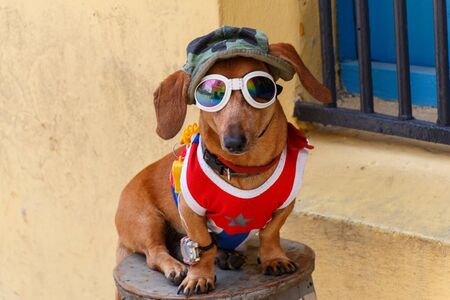 Fashion dog in Havana, Cubaの写真素材