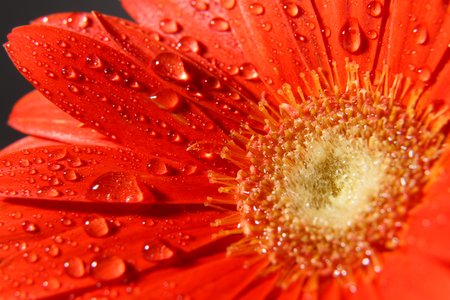 Image of a daisy with water droplets taken with macro lensの写真素材