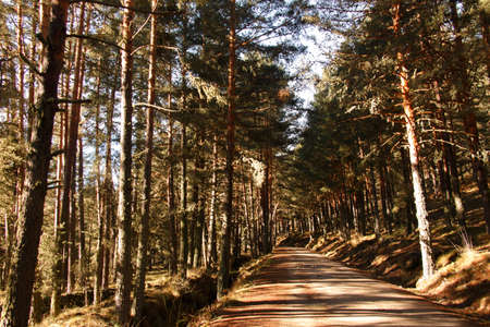 Country landscape with path flanked by treesの写真素材