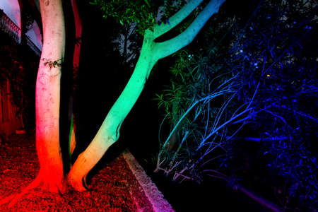 colored trees with the technique of light painting