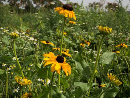 Wild flowers in the foregroundの写真素材