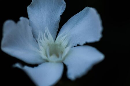 Flowers in the foreground with macro techniqueの写真素材