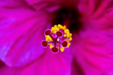 Flowers in the foreground with macro techniqueの写真素材