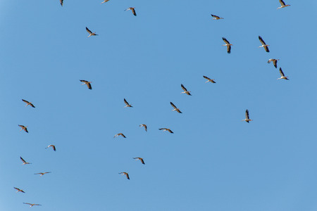 Group of storks in flight, forming figures and taking advantage of warm currentsの写真素材