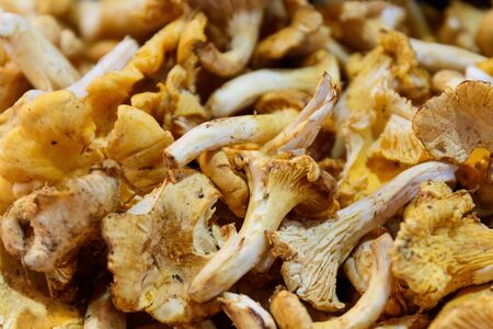 Mushrooms in a market stall in Madridの写真素材