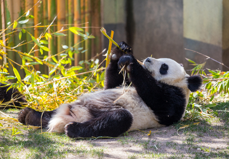 Panda bear playing and eating bamboo leavesの写真素材