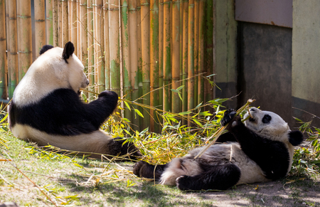 Panda bear playing and eating bamboo leavesの写真素材