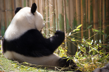 Panda bear playing and eating bamboo leavesの写真素材