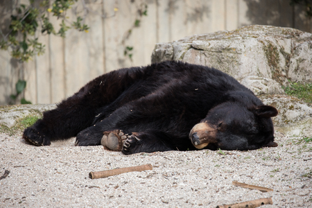 Brown bear in captivity spends the day sleeping and without any activity typical of his breed.の写真素材