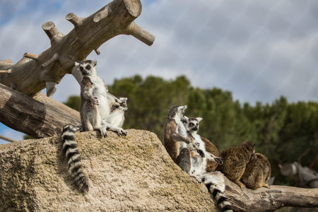 Lemur of Madagascar sunbathing on a rockの写真素材