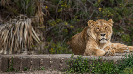 Lions in captivity sunbathing in the madrid zoo, spainの写真素材
