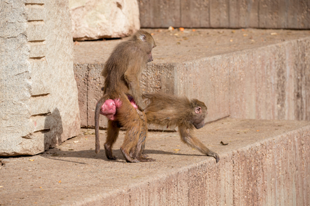 Baboon monkeys at the zoo in madrid, spain, on a sunny dayの写真素材
