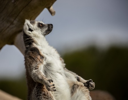 Lemur of Madagascar sunbathing on a rock