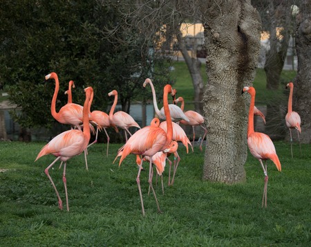 Family of Pink flamingo in a garden in the city of Madrid, Spain and whose scientific name is Phoenicopterusの写真素材