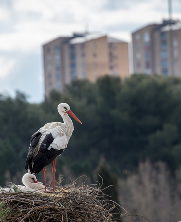 A stork takes care of its nest next to urban buildings in the city of madrid