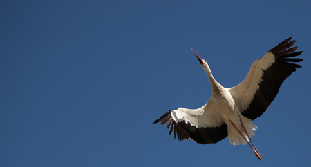 A stork captured in mid-flight with the blue sky in the background and in a totally aerodynamic positionの写真素材